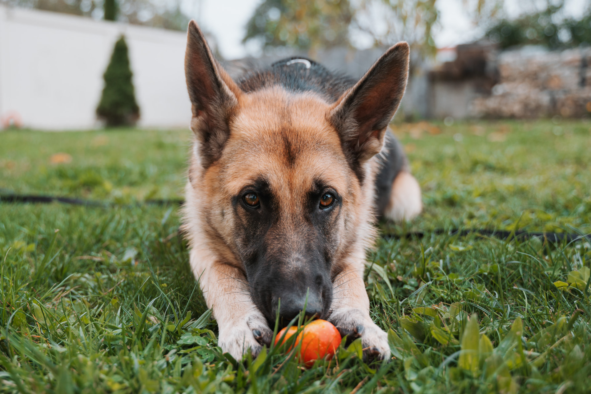 Chien détendu, couché au calme dans l'herbe