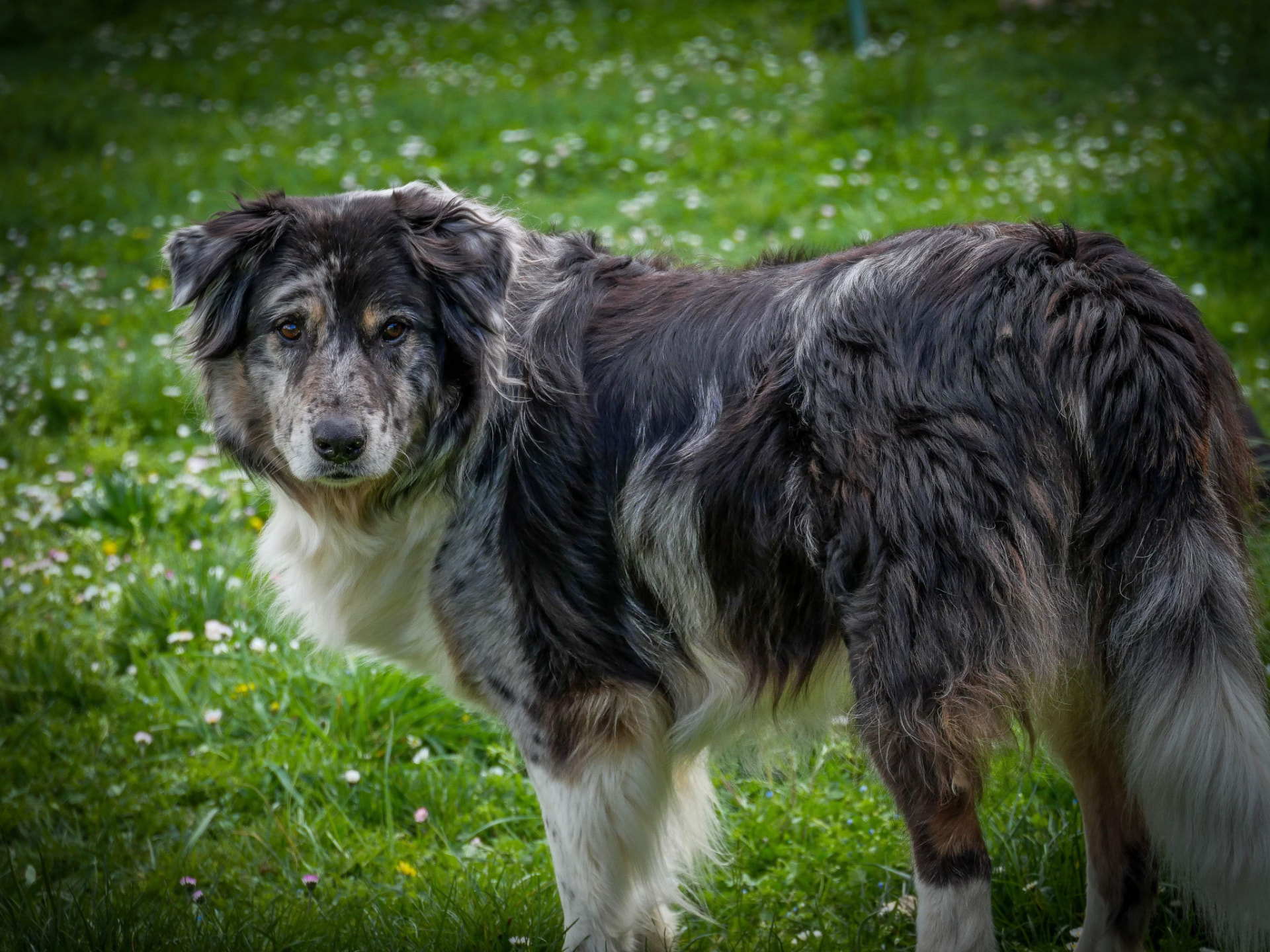 Marley, chien calme debout dans une prairie fleurie, regardant vers l'objectif